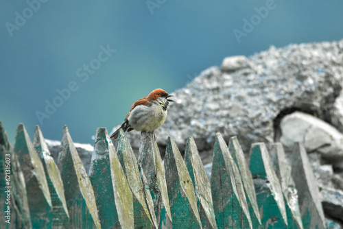 Russet Sparrow 