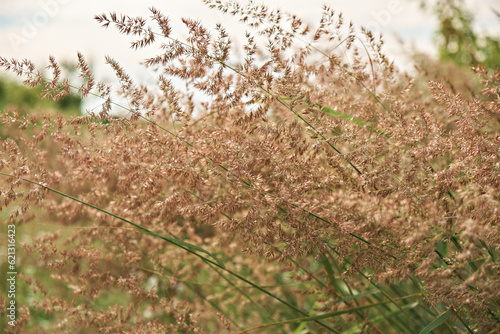 Field grass on a cloudy day. Close-up photo