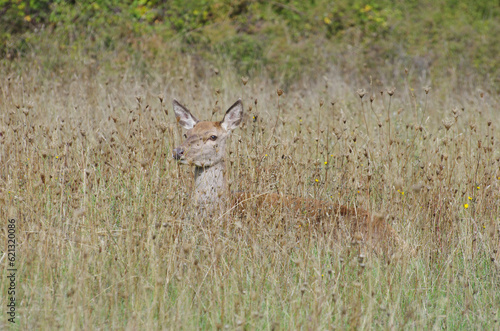 Villetta Barrea - Abruzzo - A shy fawn looks and camouflages itself in the tall grass