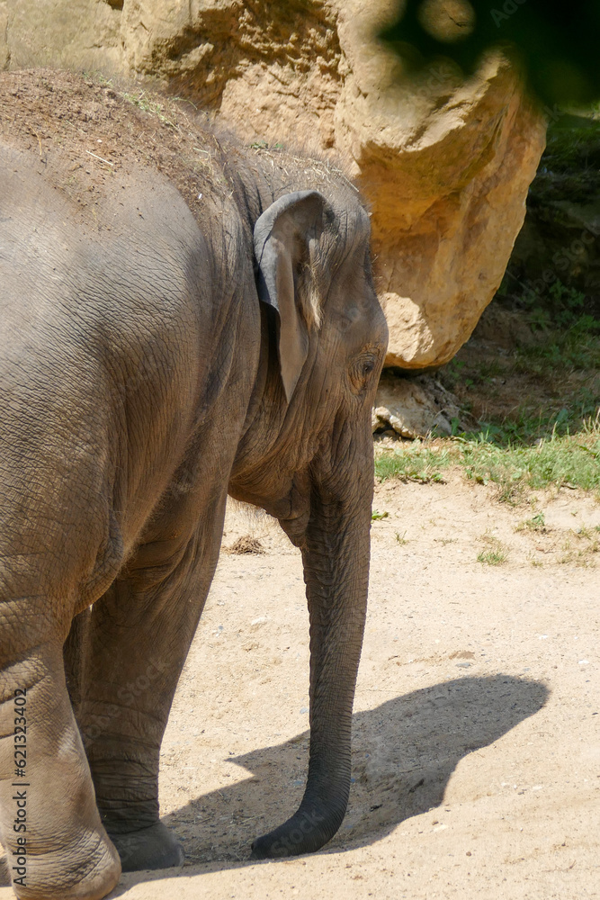 Obraz premium Zoo Animals 