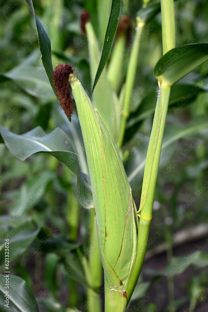 Obraz premium Close-up of green husked ear of corn in field