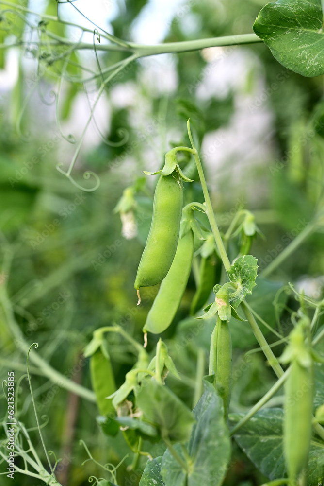 Bush of sweet pea with ripe pods cultivated on vegetable garden Bush of sweet pea with ripe pods cultivated on vegetable garden