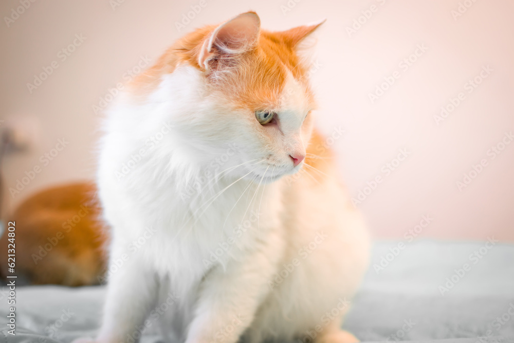 A white cat with red spots looks at the camera. Pretty adult domestic cat at home The serious look of the cat.