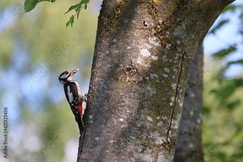 Buntspecht / Great spotted woodpecker / Dendrocopos major