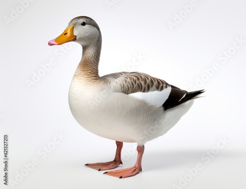 Duck in front of a white background