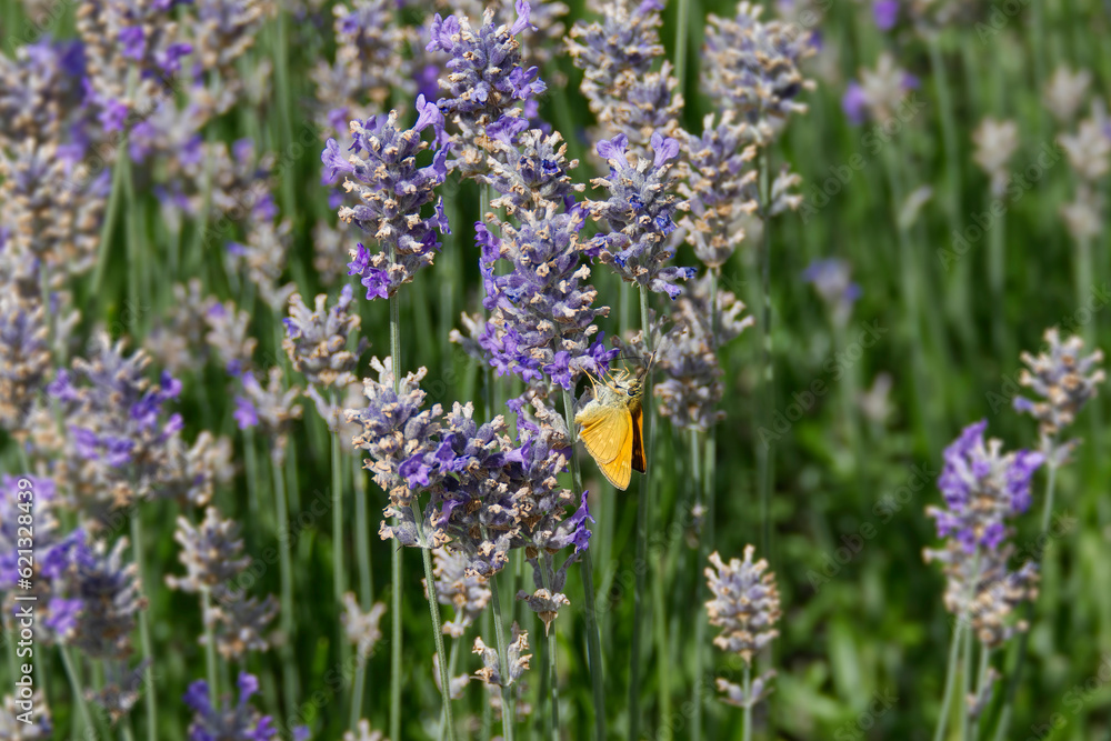 Obraz premium Large Skipper butterfly (Ochlodes sylvanus) perched on lavender plant in Zurich, Switzerland