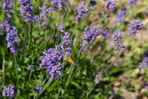Large Skipper butterfly (Ochlodes sylvanus) perched on lavender plant in Zurich, Switzerland