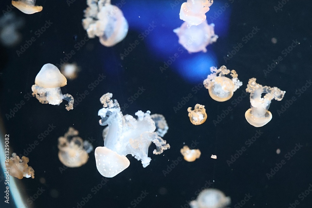 Marble jellyfish in the sea