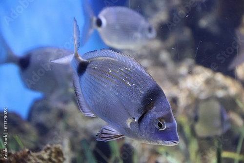 Tableau sur toile The gilt-head (sea) bream (Sparus aurata)