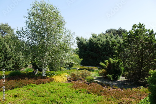 Heidelandschaft im Park der G  rten in Bad Zwischenahn