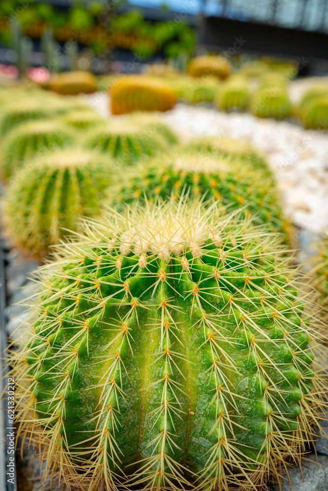 Cactus plant leaves pattern. Cactus plant leaves pattern.