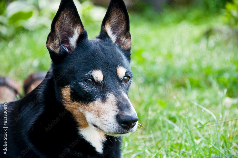 dog relax outdoot. pet relaxing on grass. Tranquil dog relaxation outside. A dog at ease in an outdoor setting. Happy pet dog exploring the outdoors. copy space advertisement dog relax outdoot. pet relaxing on grass. Tranquil dog relaxation outside. A dog at ease in an outdoor setting. Happy pet dog exploring the outdoors. copy space advertisement