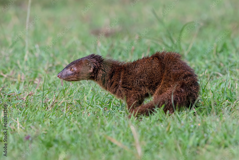 Fototapeta premium Mongoose (Urva javanica) eating a snake as their prey