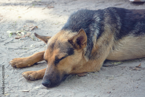 A homeless mutt is lying on the ground. The problem of stray dogs. Street dog