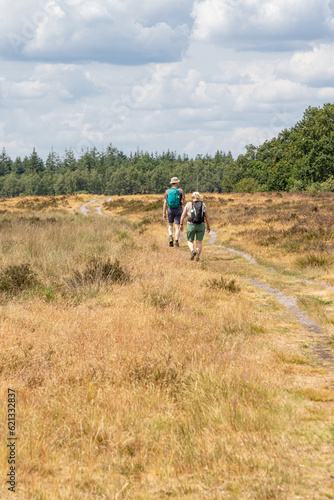 Hiking the Drenthe trail along heathland in nature park Molenveld in Exloo municipality Borger-Odoorn in Drente The Netherlands