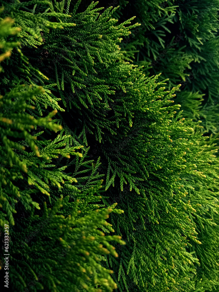 Thuja leaves texture background base