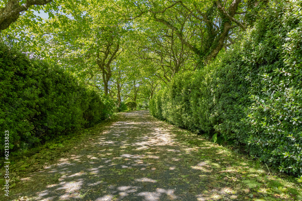 Path in the park with green trees and hedgerows in summer