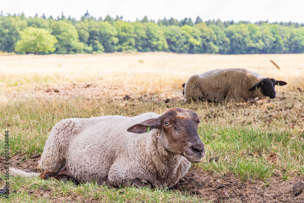 Sheep under big oak tree hiding for the sun in nature park Molenveld in Exloo municipality Borger-Odoorn in Drente The Netherlands Sheep under big oak tree hiding for the sun in nature park Molenveld in Exloo municipality Borger-Odoorn in Drente The Netherlands