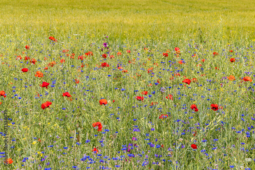 Colorful wild flowers along agriculture field as biodiversity measure and good practice of nature-inclusve farming