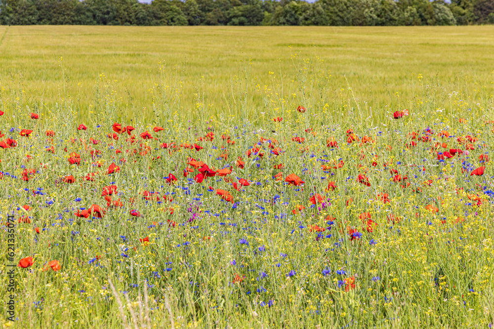 Colorful wild flowers along agriculture field as biodiversity measure and good practice of nature-inclusve farming Colorful wild flowers along agriculture field as biodiversity measure and good practice of nature-inclusve farming