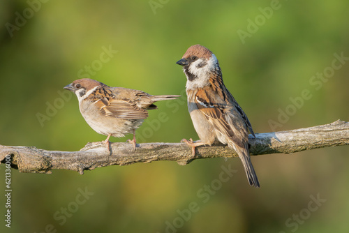 Pair of Eurasian tree sparrows - Passer montanus perched at green backgound. Photo from Kisújszállás in Hungary. photo