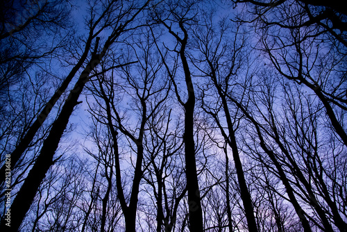 silhouette of a tree against the sky