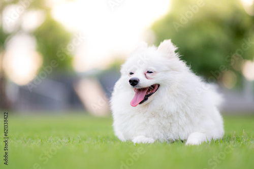 dog in the grass