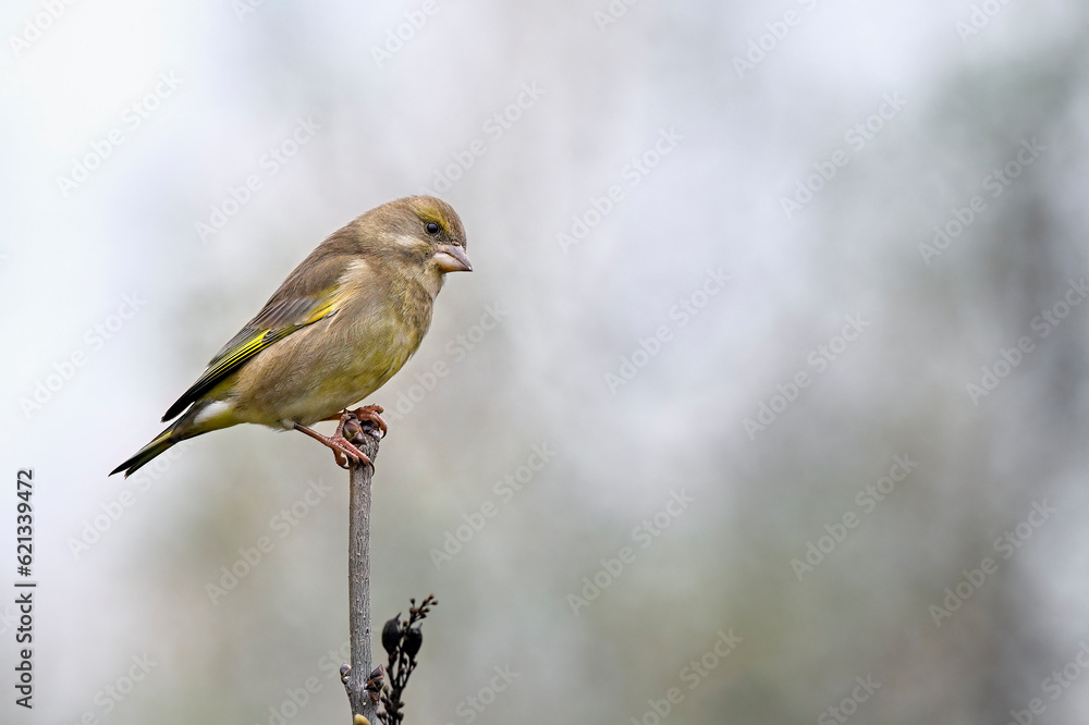 Greenfinch in autumn Greenfinch in autumn