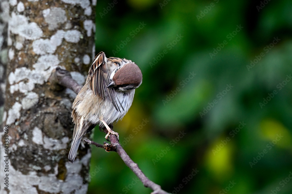 Eurasian tree sparrow Eurasian tree sparrow
