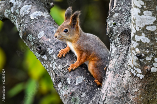 Squirrel © hakoar