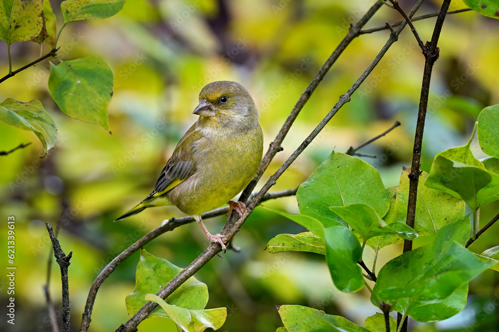 Greenfinch in autumn Greenfinch in autumn