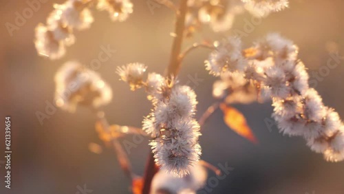 European goldenrod and rain, Solidago virgaurea photo