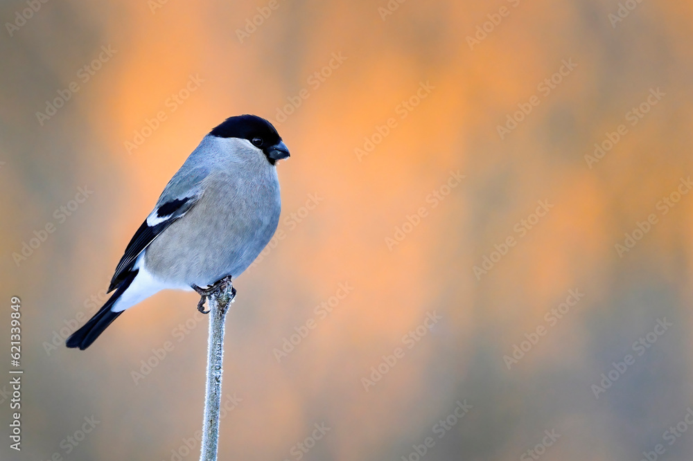 Eurasian bullfinch in winter colors Eurasian bullfinch in winter colors