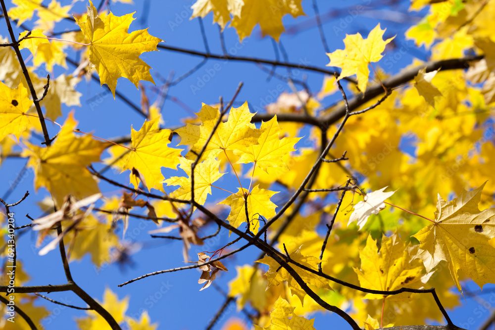 autumn leaves against sky autumn leaves against sky