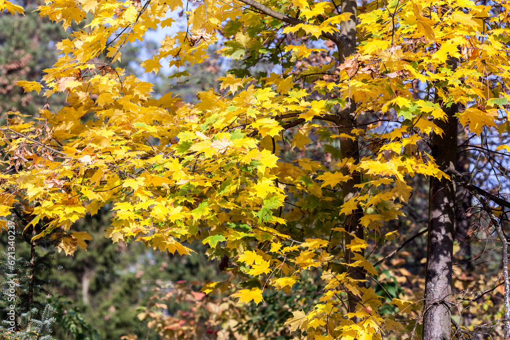 yellow maple yellow maple
