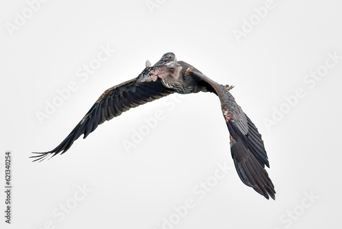 Great Blue Heron with a catch