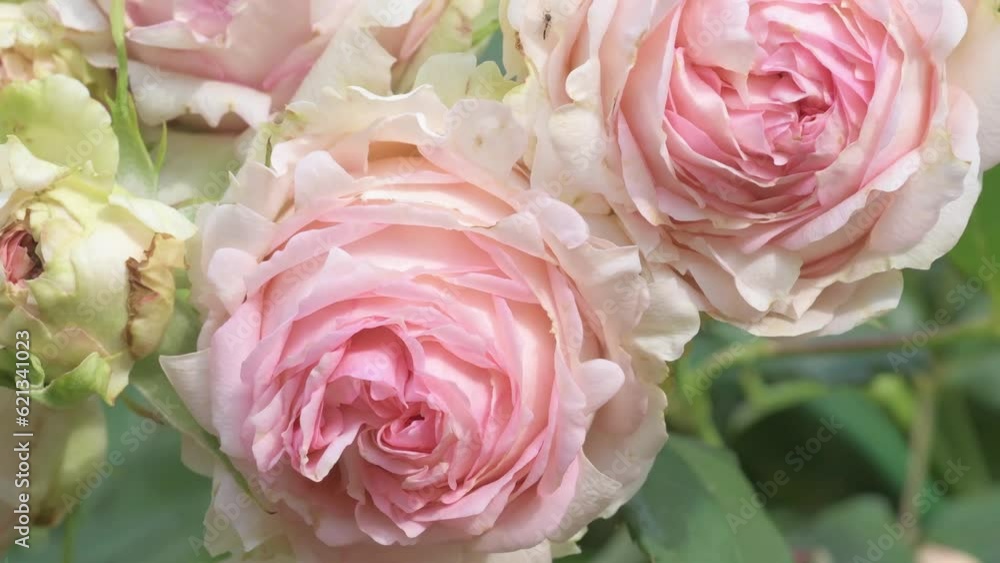 beautiful soft pink roses flower blooming in garden. macro footage. beautiful soft pink roses flower blooming in garden. macro footage.