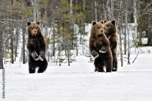 Bear cubs standing and observing on the snow