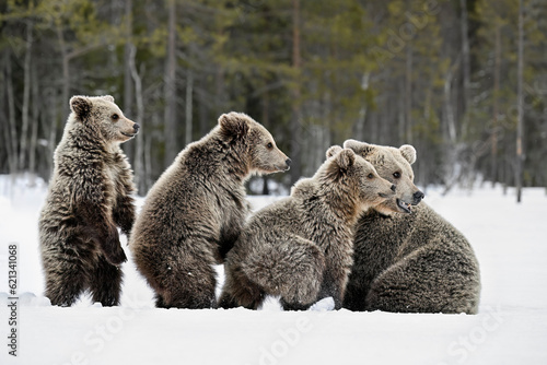 Bear family in springtime on the snow