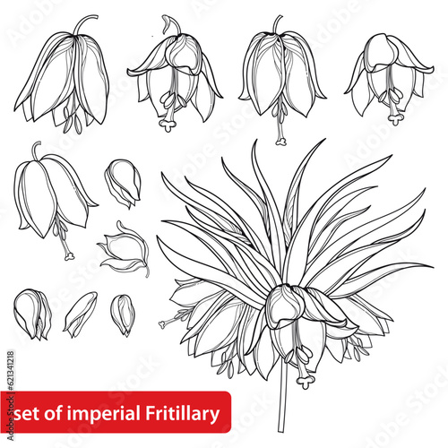 Set with outline Fritillaria imperialis or crown imperial flower, bud and leaves in black isolated on white background.