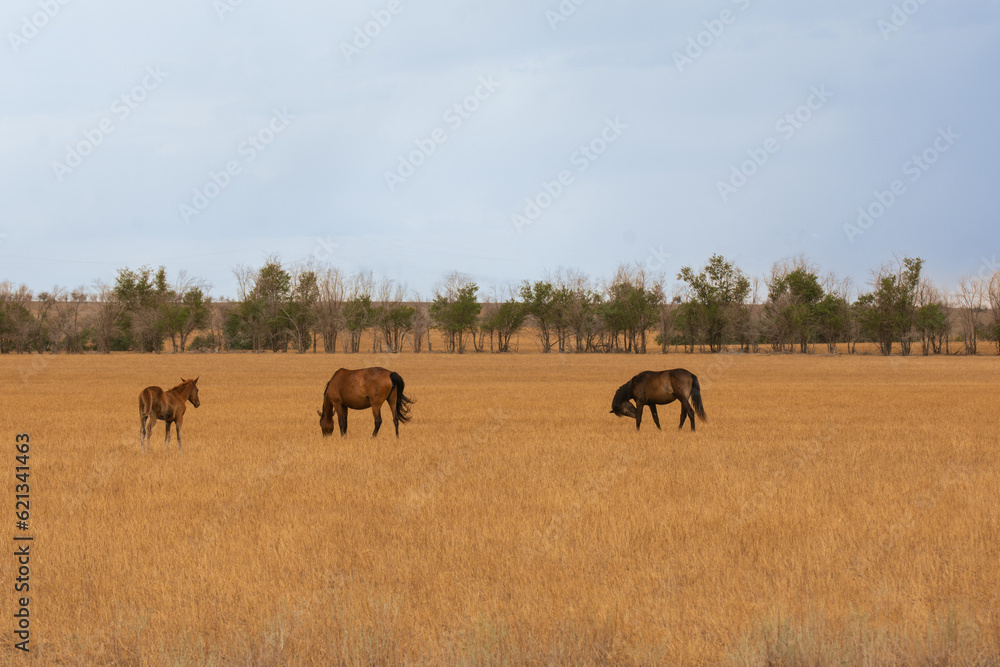 horse and foals in the pasture