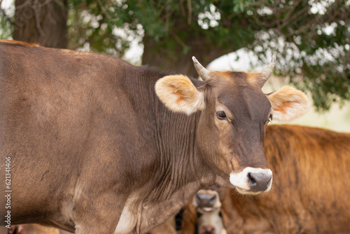 horned cow in the pasture