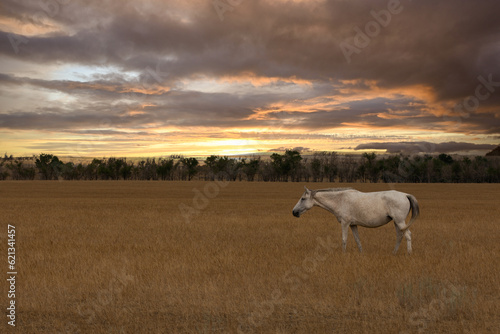 Fototapeta Naklejka Na Ścianę i Meble -  white horse  in the pasture