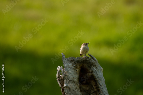 House Wren 
