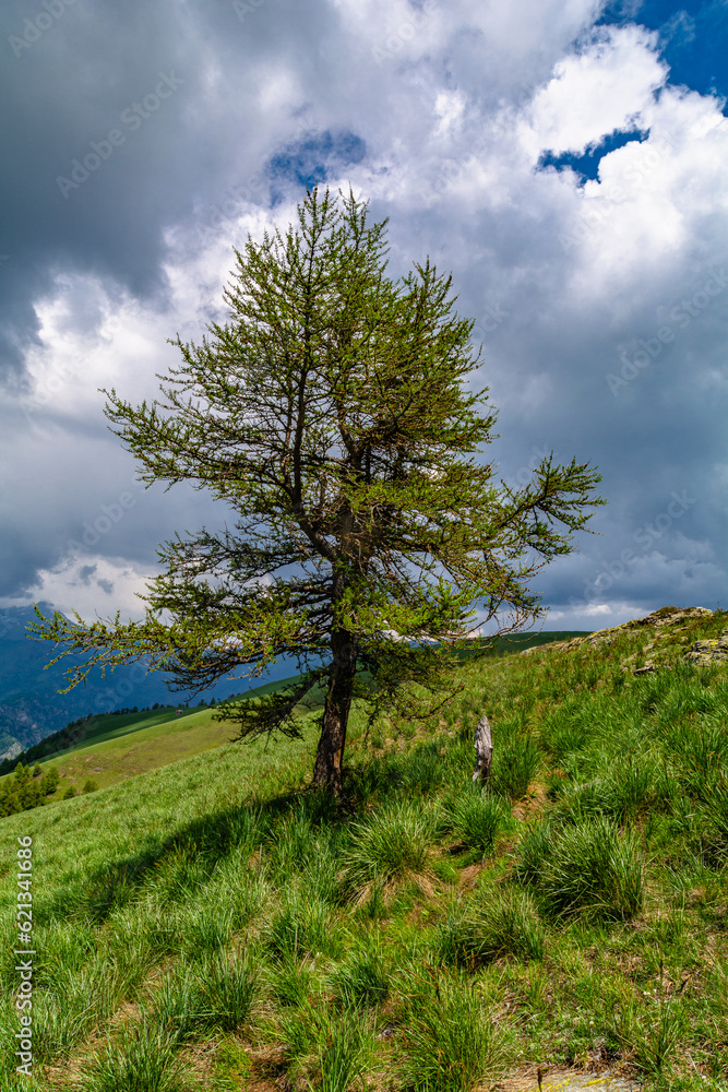 Primavera in Valle Ellero, tra laghi, vette e rododendri in fiore (Mondovì – Cuneo) Primavera in Valle Ellero, tra laghi, vette e rododendri in fiore (Mondovì – Cuneo)