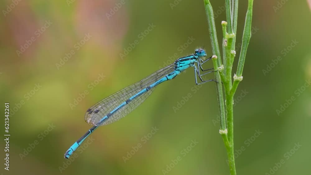 Azure Damselfly Resting on a Stem