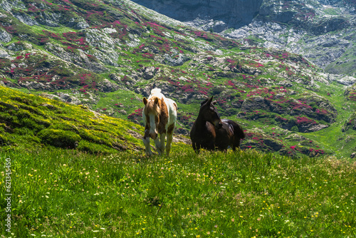 Primavera in Valle Ellero, tra laghi, vette  e rododendri in fiore (Mondovì – Cuneo) photo