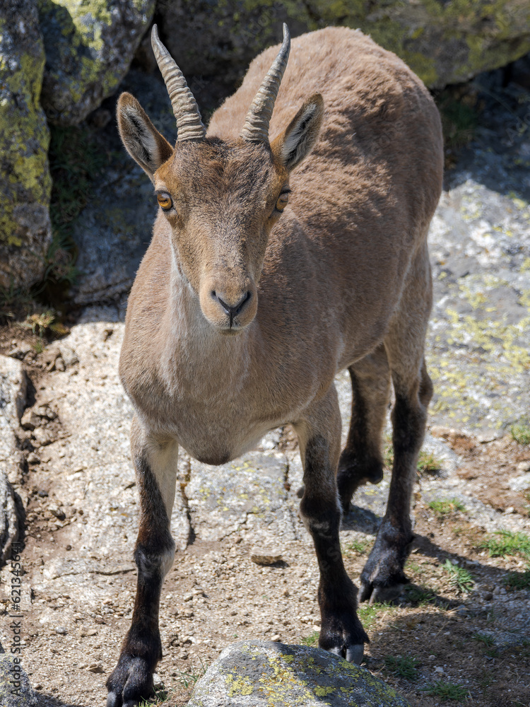 Cabra montesa en la Sierra de Guadarrama