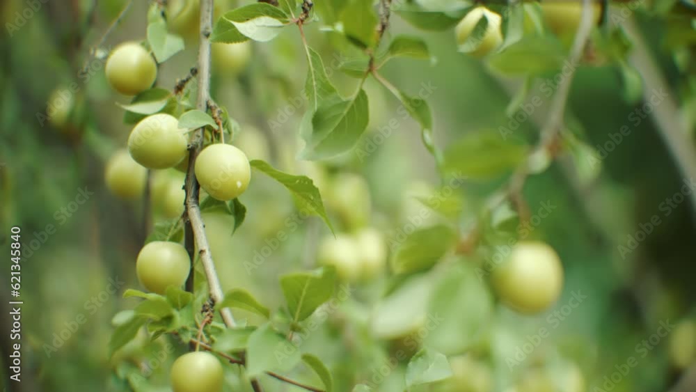 Yellow plum on tree . Fresh fruits picking time Yellow plum on tree . Fresh fruits picking time