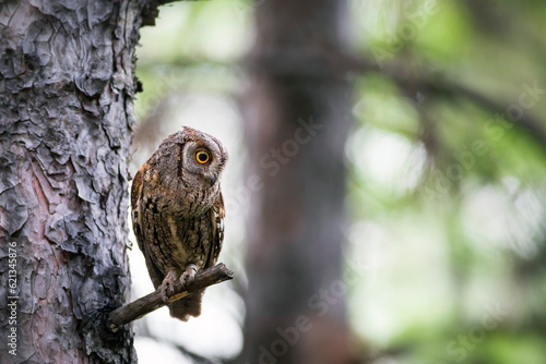 Owl. Eurasian Scops Owl. (Otus scops). Green nature background. photo